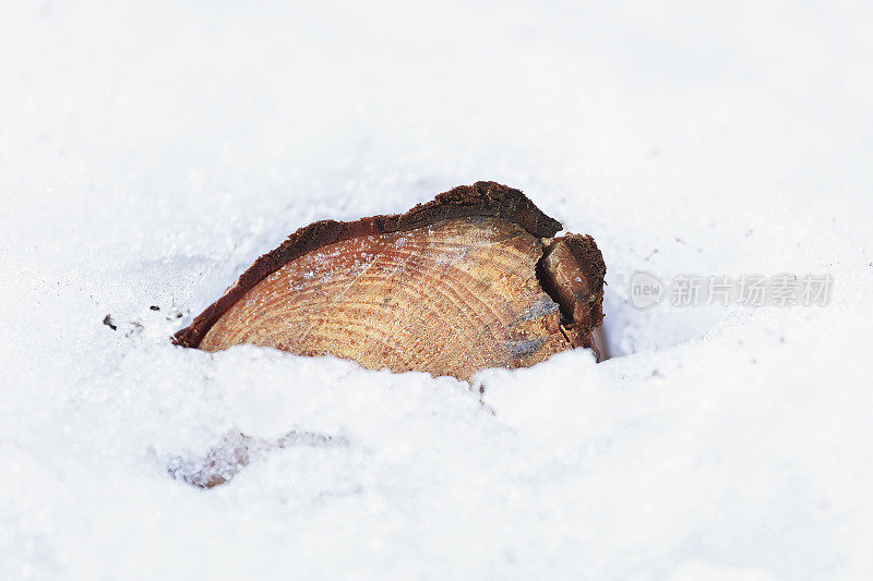 积雪下堆放的原木