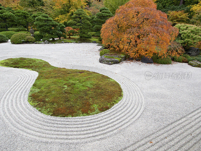 日本平坦花园苔藓灌木秋天颜色俄勒冈州波特兰市