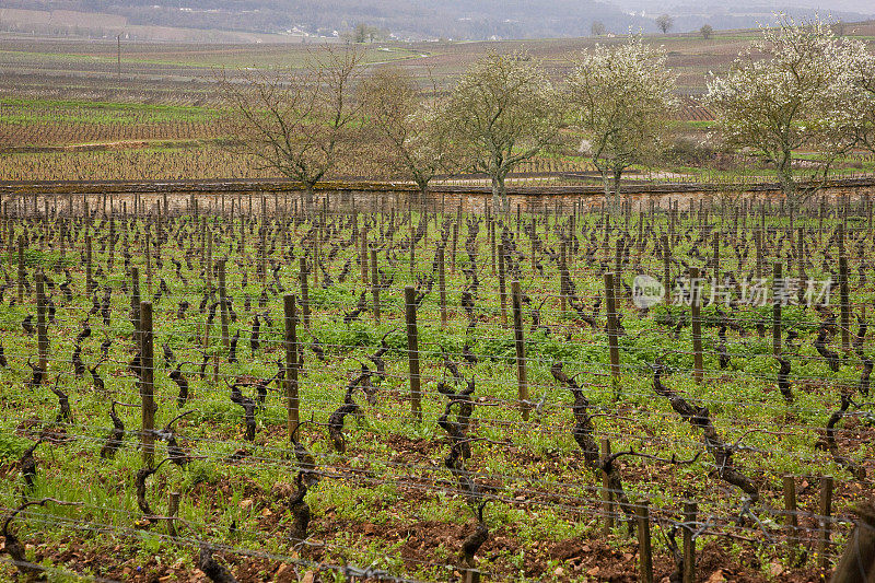 Côte德博恩葡萄种植区风光