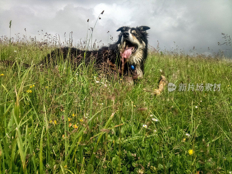 边境牧羊犬拿着棍子躺在草地上