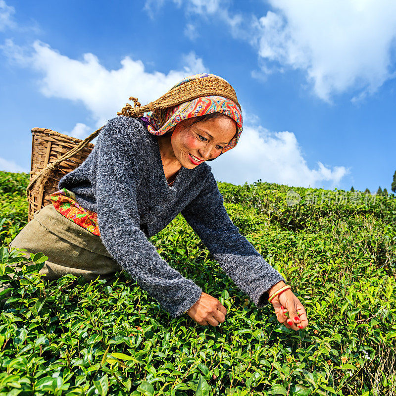 印度大吉岭，印度采摘者在采摘茶叶