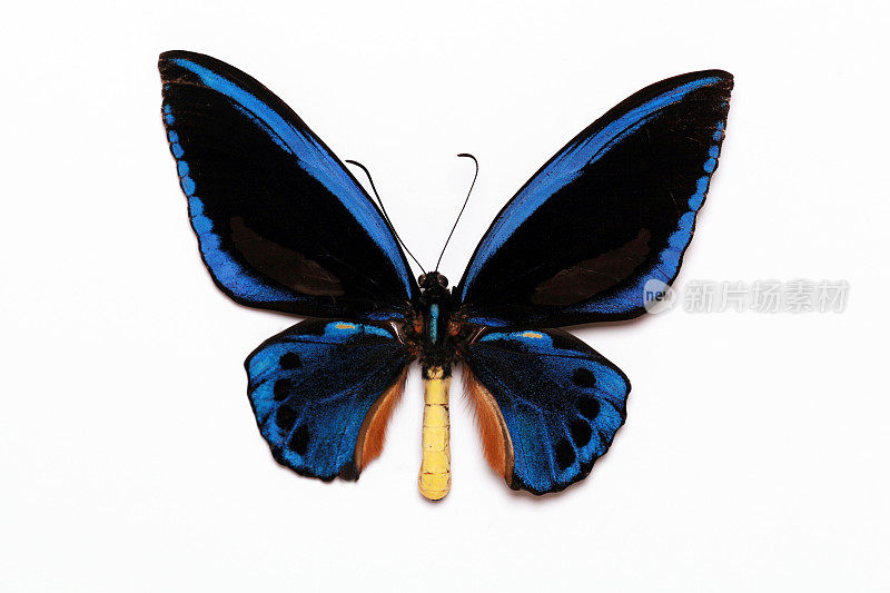 鸟翅目Croesus蓝蝴蝶孤立在白色背景