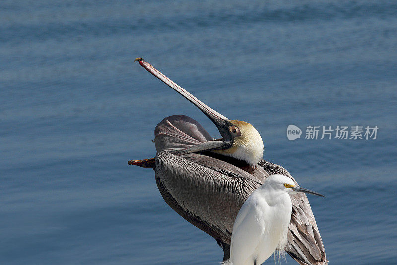 伸懒腰的鹈鹕