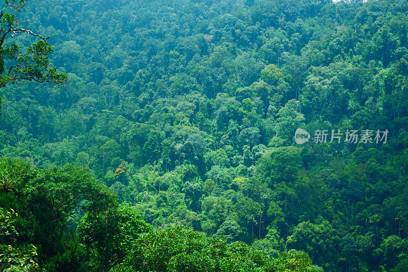 热带雨林