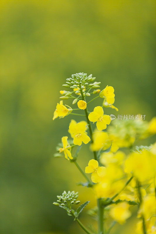 年轻的油菜花儿