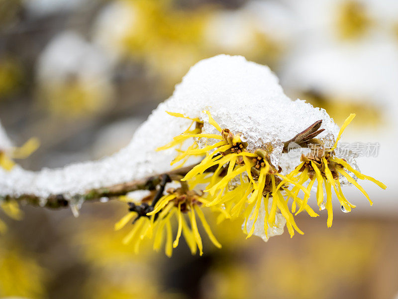 白雪覆盖的金缕梅