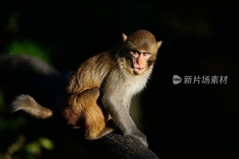 树上坐着一只猴子