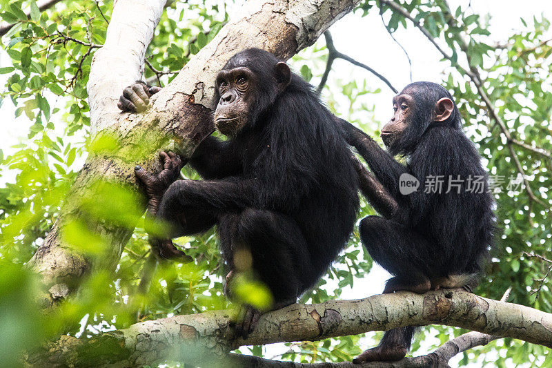 坦桑尼亚贡贝，野生动物拍摄，年幼的黑猩猩梳理