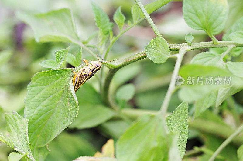 番茄植株上的蚱蜢