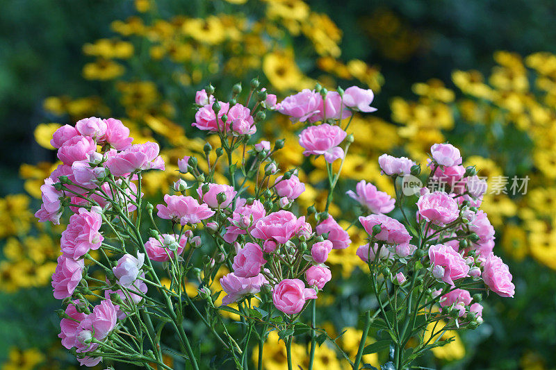 玫瑰和helenium