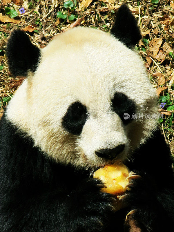 熊猫拿着食物，近距离进食