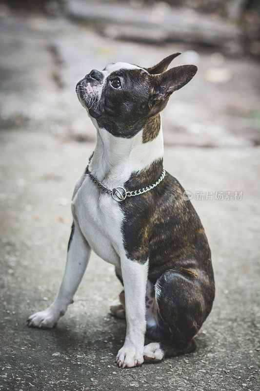 波士顿梗犬