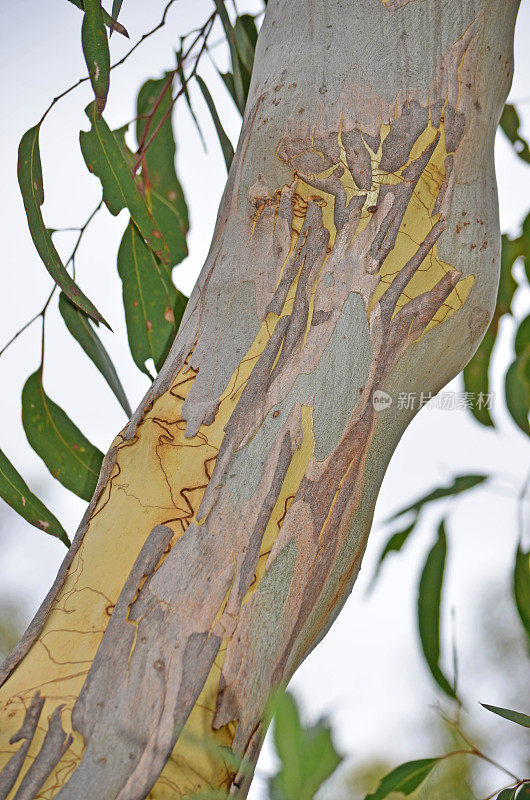 澳大利亚涂鸦口香糖的彩色树皮