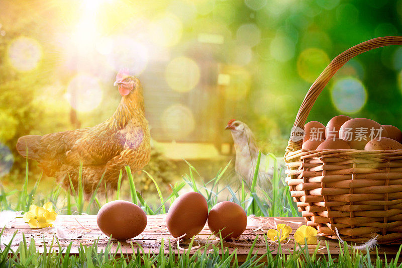 新鲜采摘的鸡蛋在柳条篮子和鸡地