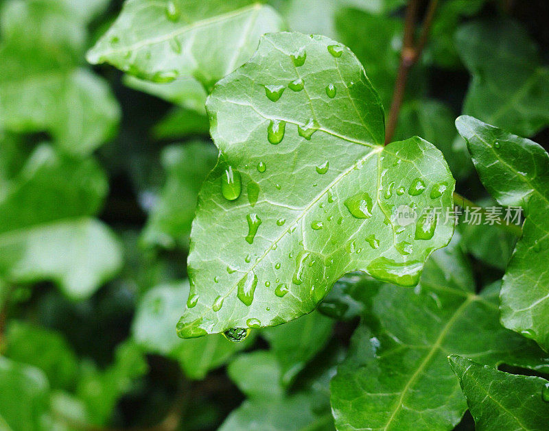 雨后常青藤叶子上的水滴