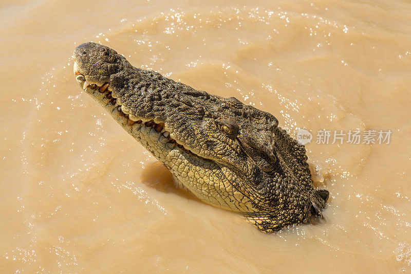 近距离观察咸水鳄的头部