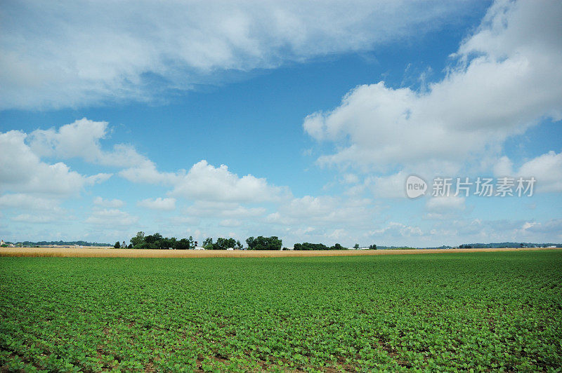 印第安纳大豆田和农场