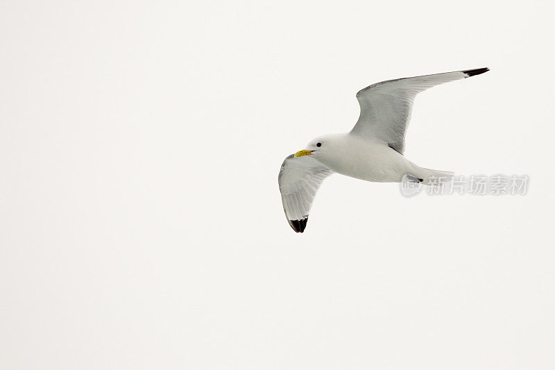 在北极斯瓦尔巴特群岛飞行的基提威克鸟