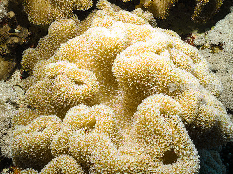 埃及红海的软珊瑚