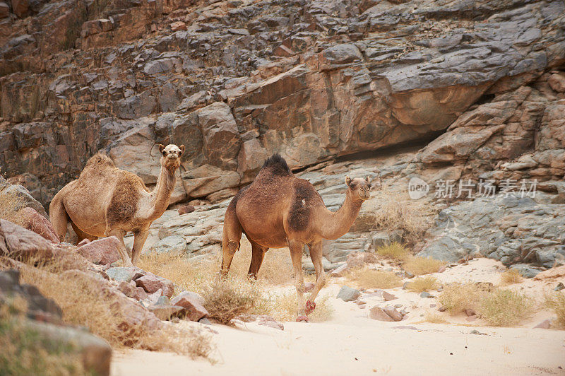 溪流中的骆驼
