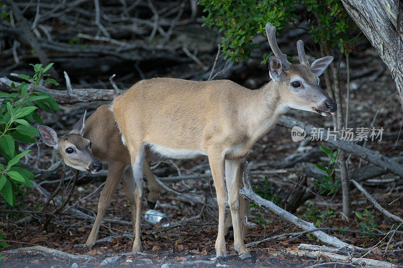 濒临灭绝的佛罗里达礁岛鹿