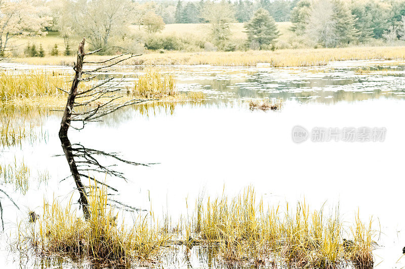 秋天的一个海狸坝池塘。