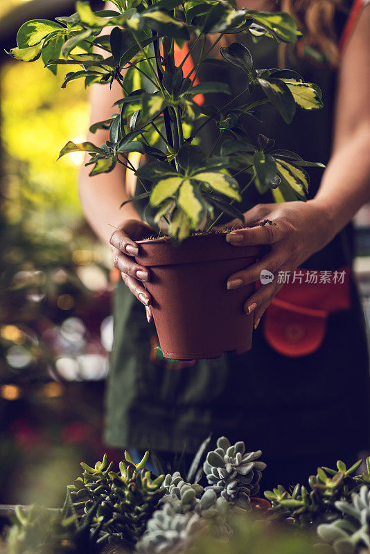 不认识的花匠与盆栽植物在花园房子。