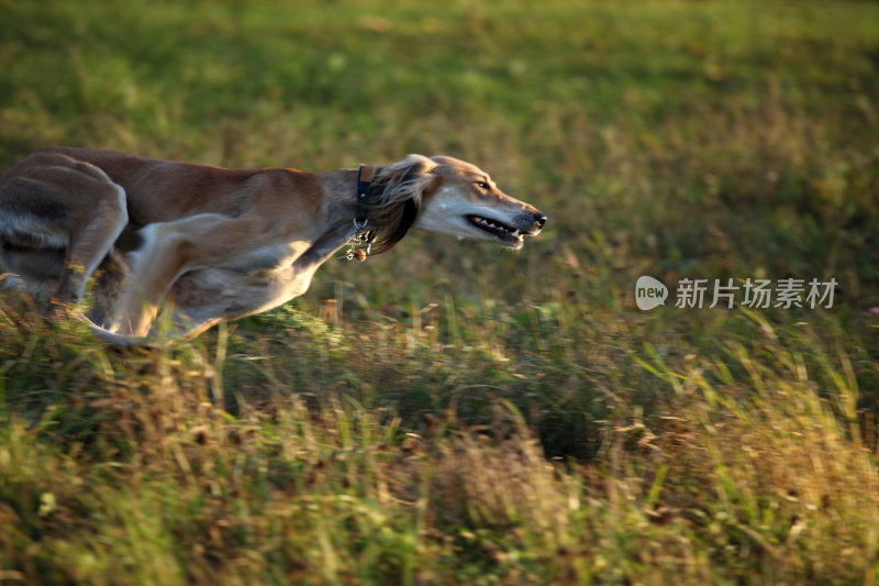 灰狗在追逐