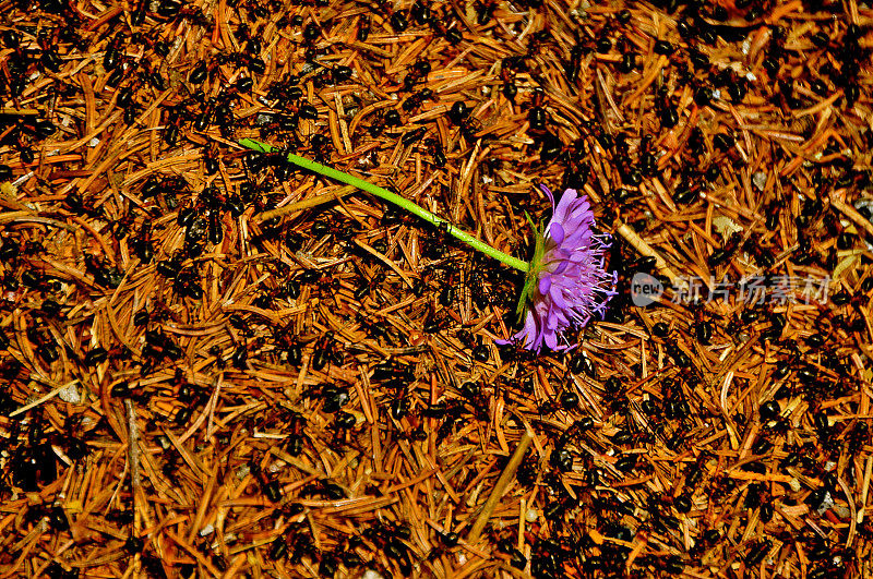 蚁丘上的花-法尔兹，德国