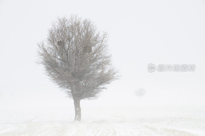 暴雪