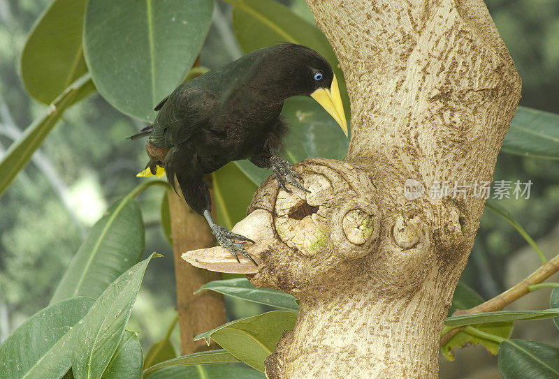 冠毛犬Oropendola