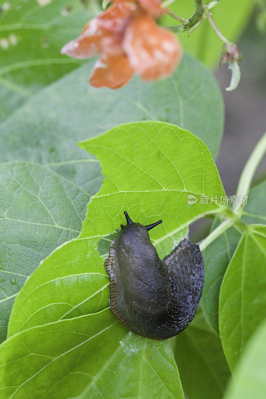 蔬菜里的蛞蝓