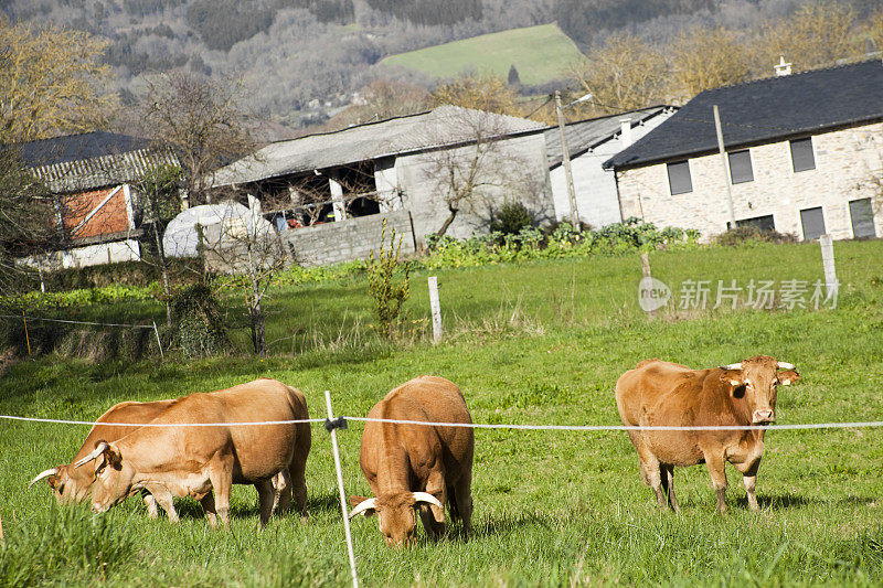 四头红奶牛在绿色的草地上，农舍里。