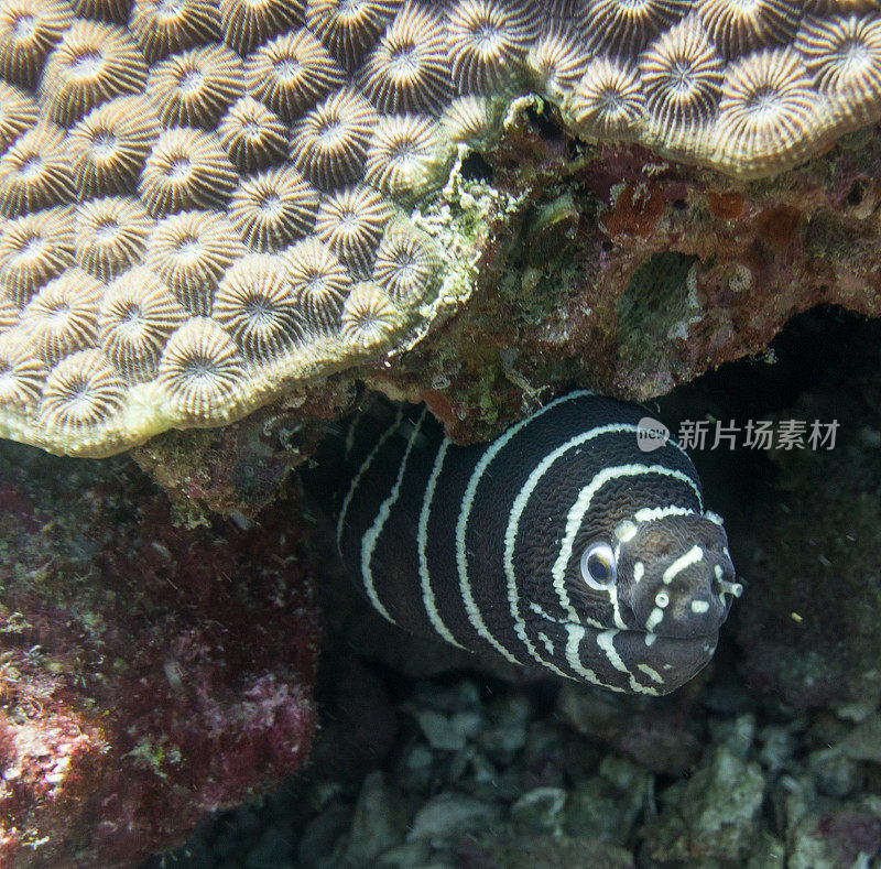 斑马海鳗(Gymnomuraena斑马)在月亮珊瑚下(法维亚)，泰国甲米，安达曼海。