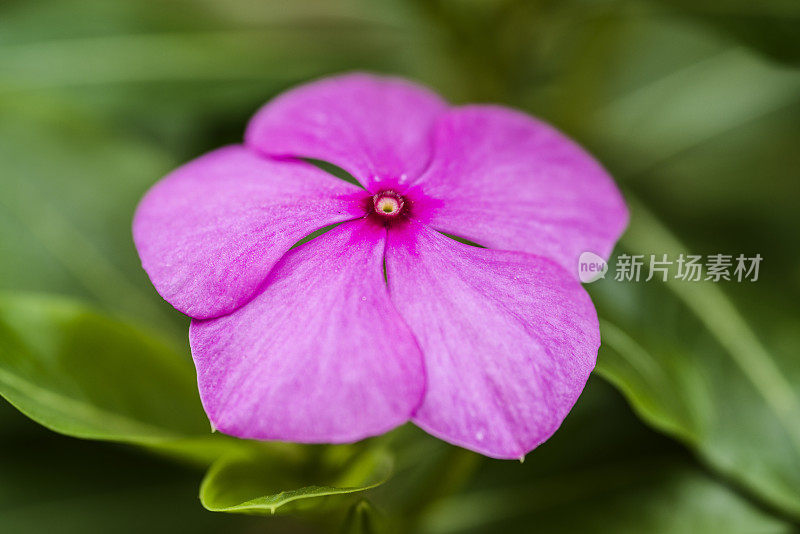 小长春花花