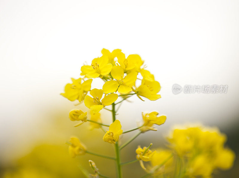 油菜花花朵