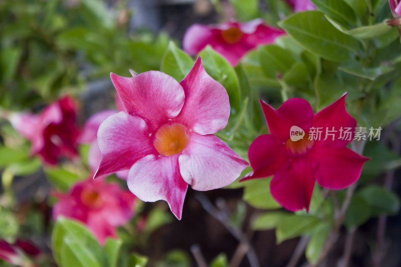 沙漠玫瑰花朵