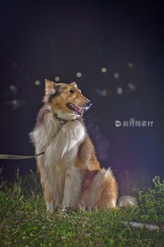 苏格兰牧羊犬