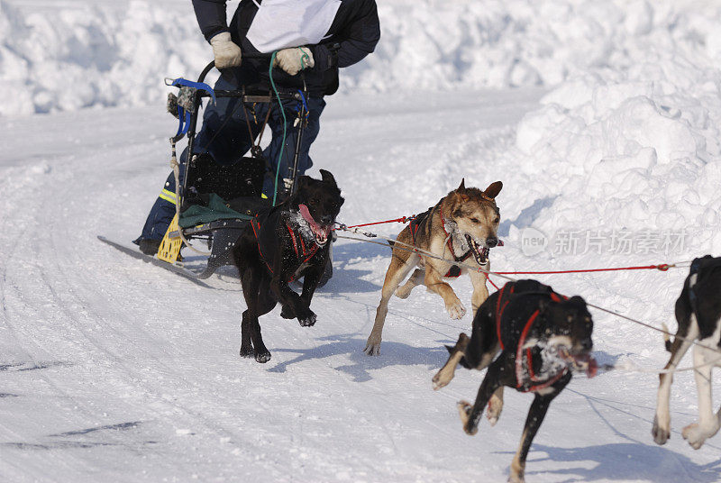 北极狗雪橇比赛，耶洛奈夫。