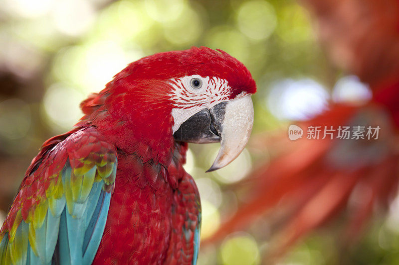 坐在热带雨林中的绿翅金刚鹦鹉