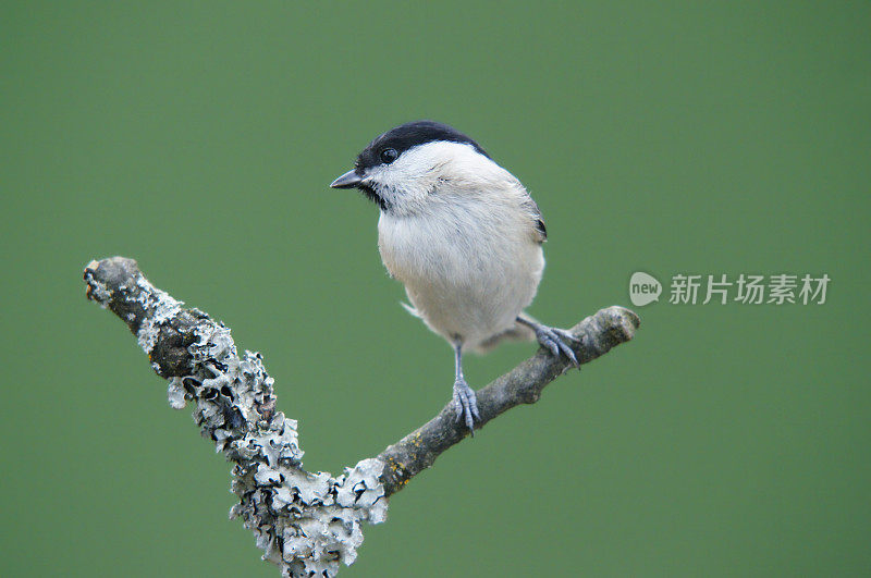 在一根树枝上