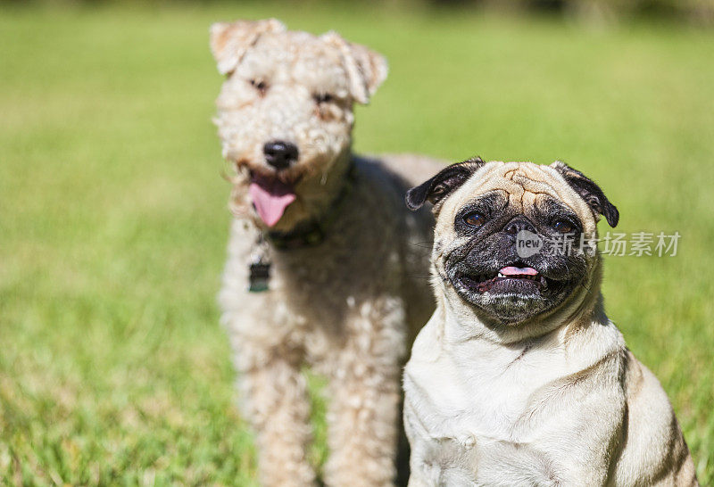 哈巴狗和莱克兰猎犬是最好的朋友