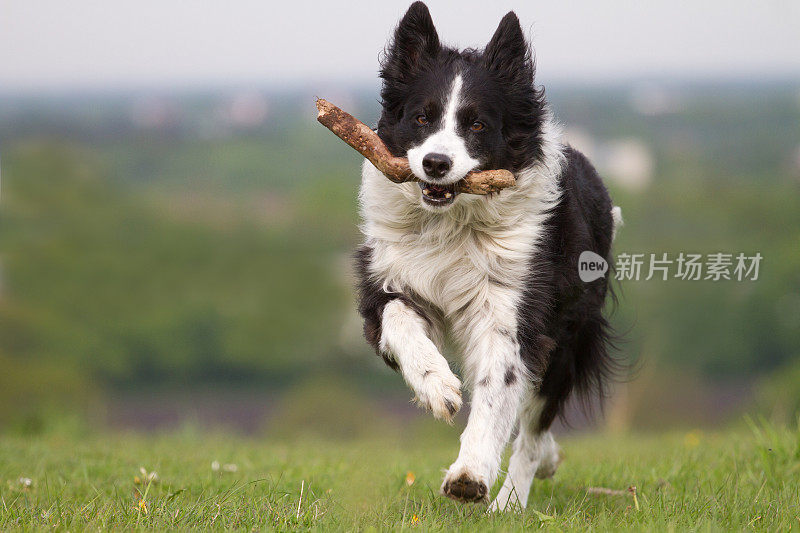 带棍子的边境牧羊犬。