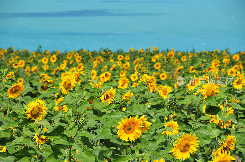 葵花field,新泽西。