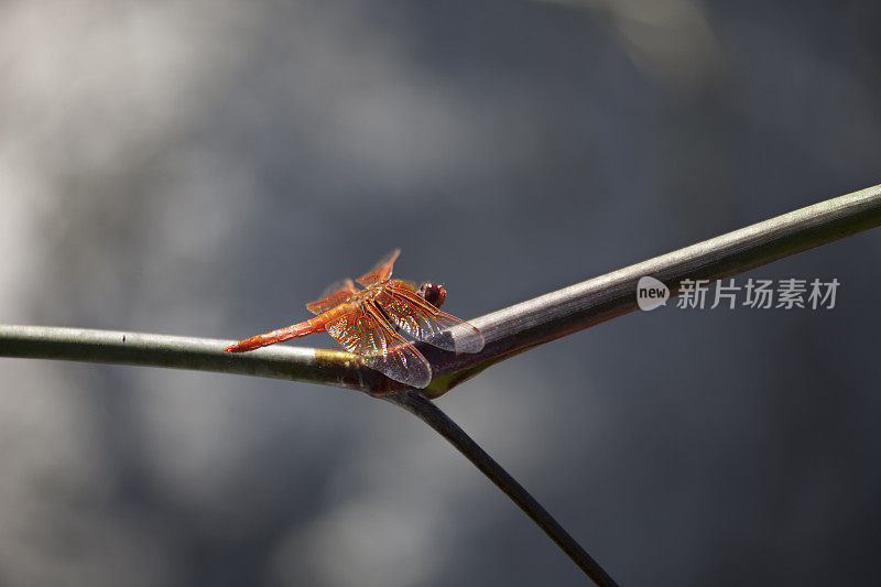 橙色蜻蜓与复制空间