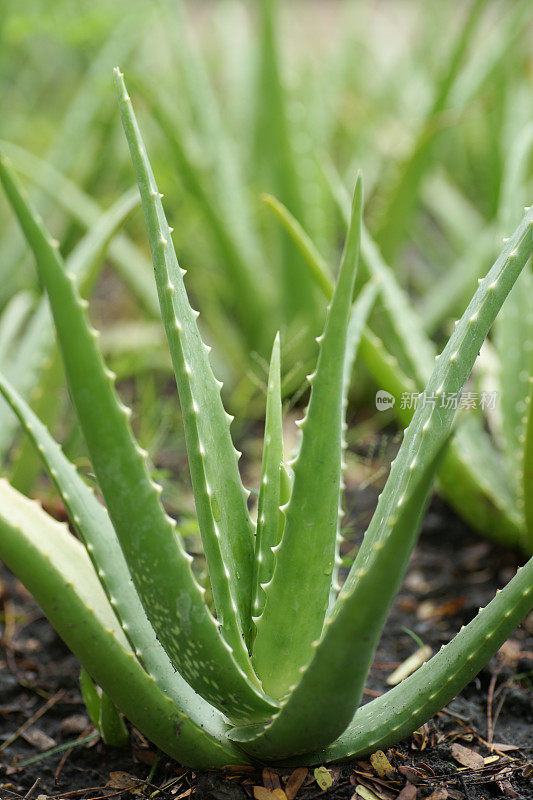 芦荟植物在花园里的生长