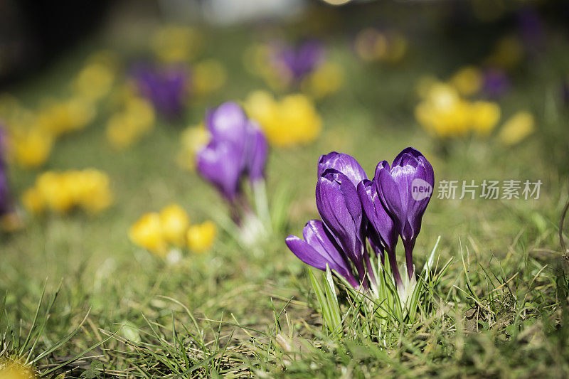 春季番红花