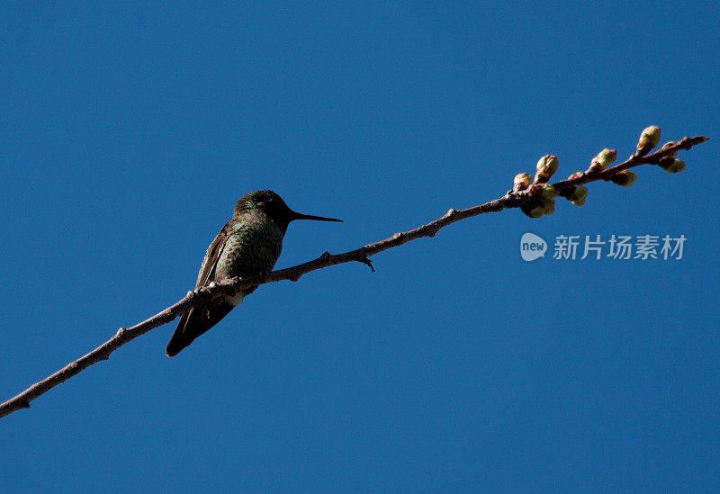 蜂鸟栖息