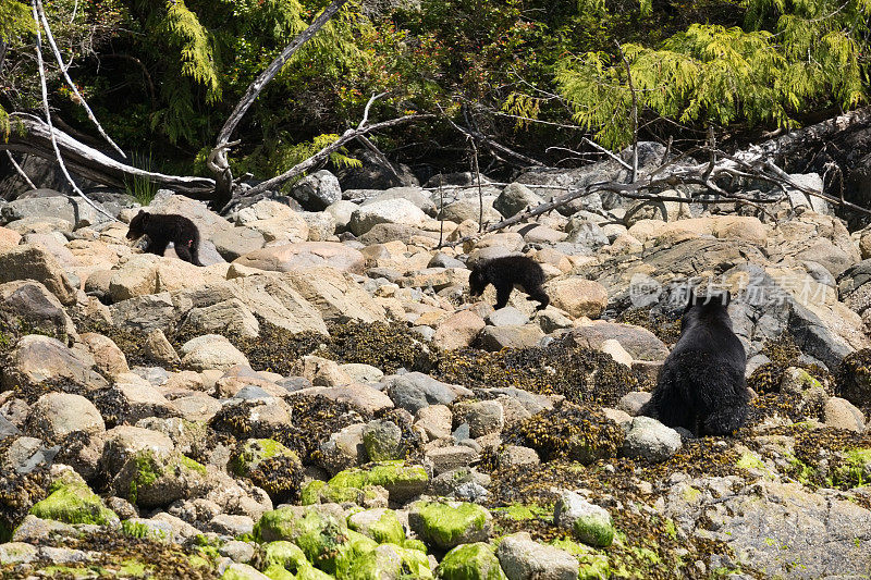 两只小熊在妈妈警惕的目光下爬上岩石