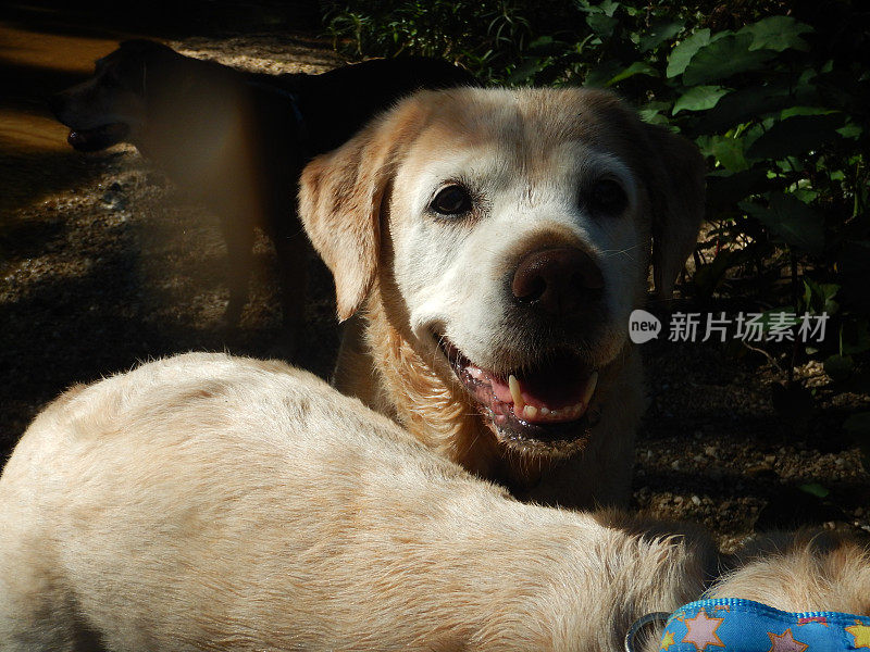 金毛寻回犬的肖像